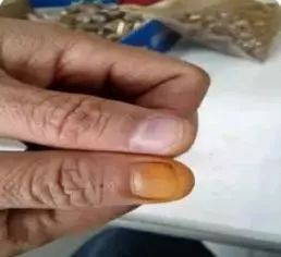 挂甲21人工牛黄指粉末状人工合成牛黄.