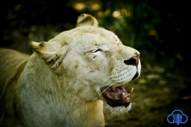 天津动物园狮子图片