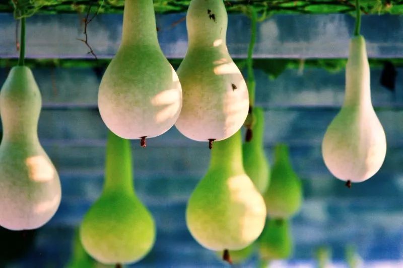 葫芦可以这样拍中国晚报摄影学会北京摄友小分队