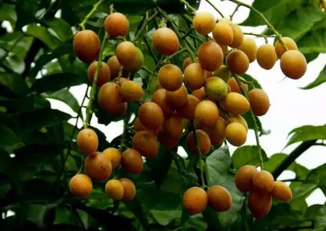 客家人都爱吃的"黄皮果"酸酸甜甜,全身都是宝!_水果