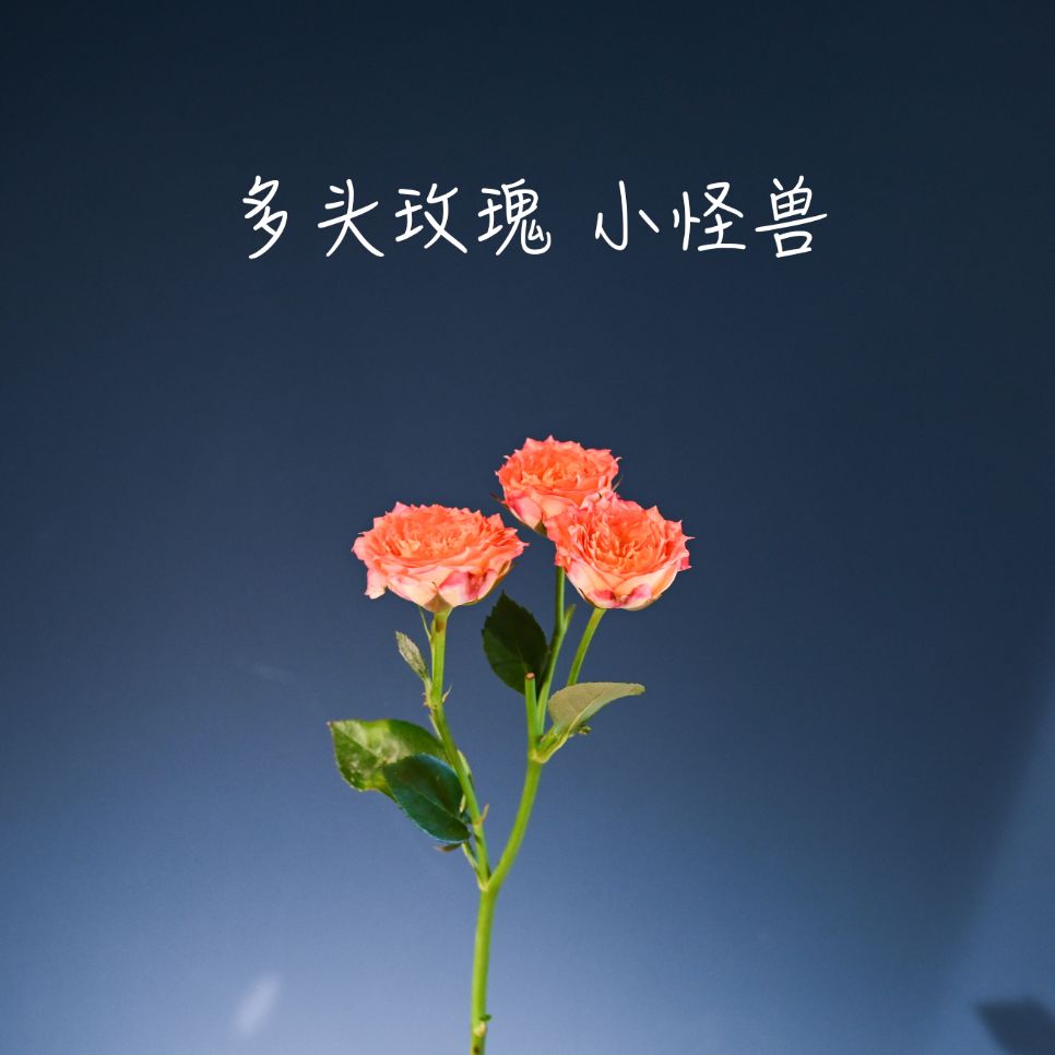 幸福到来"白色大丽花花语"纯洁的爱情,我足以与你相配"白玫瑰 北极星