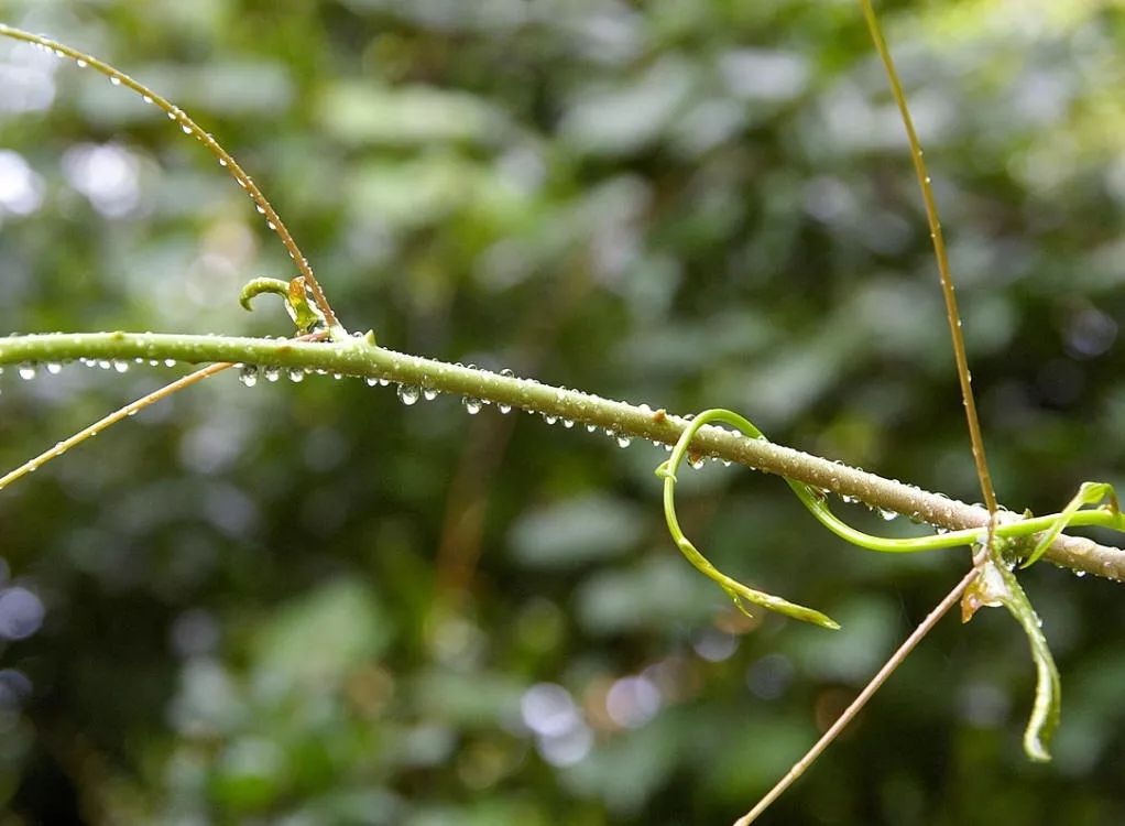 美人如诗草木如织诗经植物图鉴葛藟