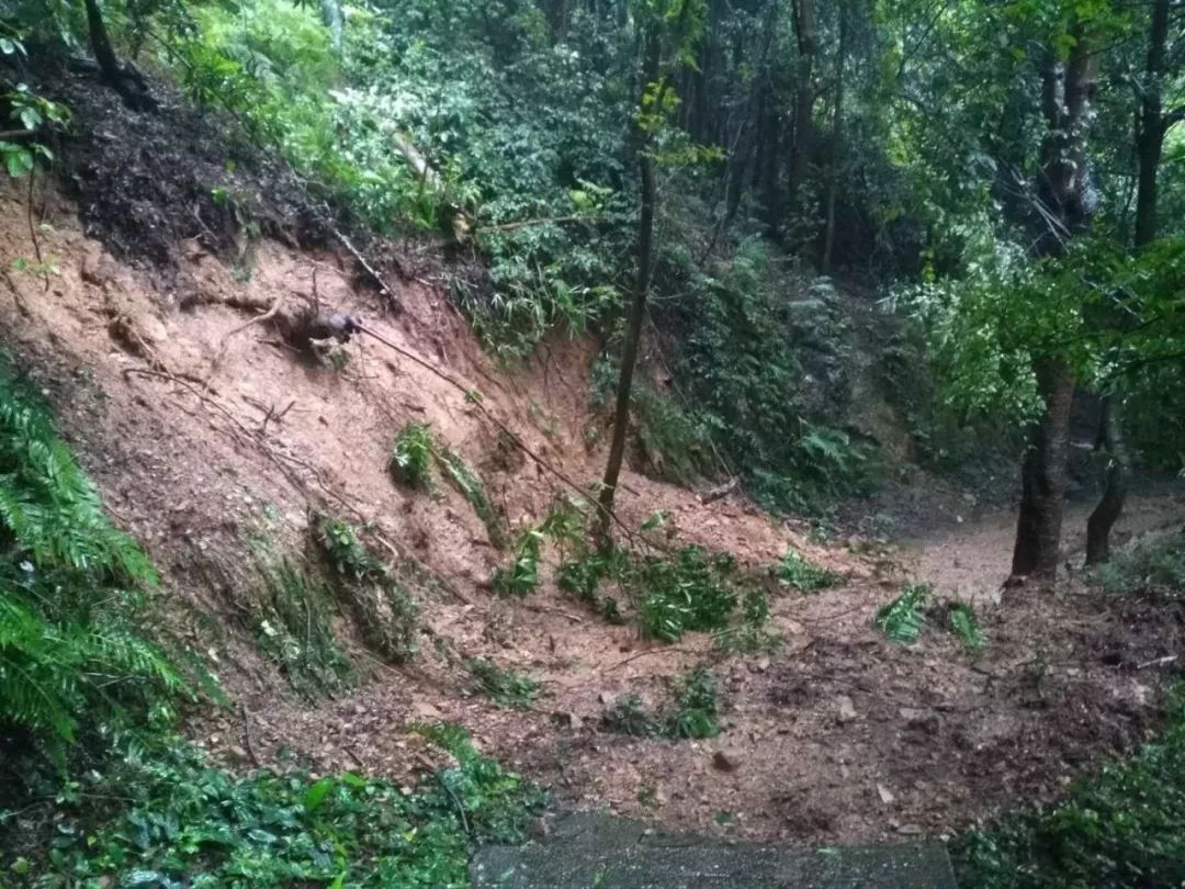 主任朱聖輝在現場查看森林公園內災情7月8日,受強降雨影響過,仰天崗