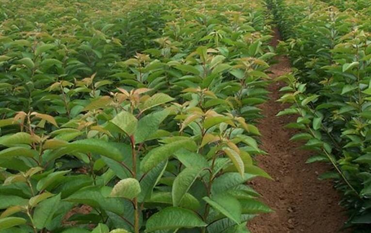 俄8车厘子的品种分析及种植技术