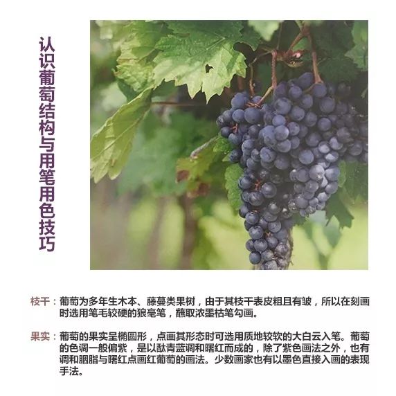 国画知识写意葡萄的画法简单易学