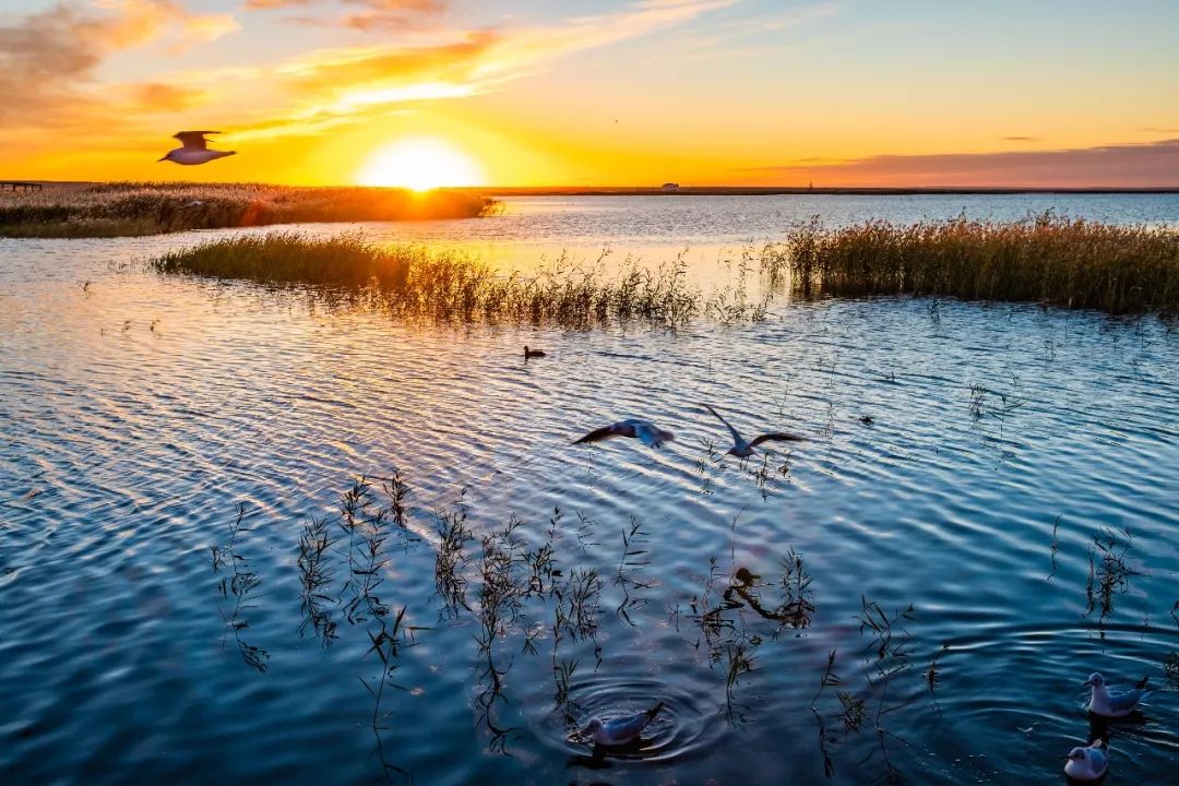 国庆8日「金色额济纳」,只为全中国最美的秋天