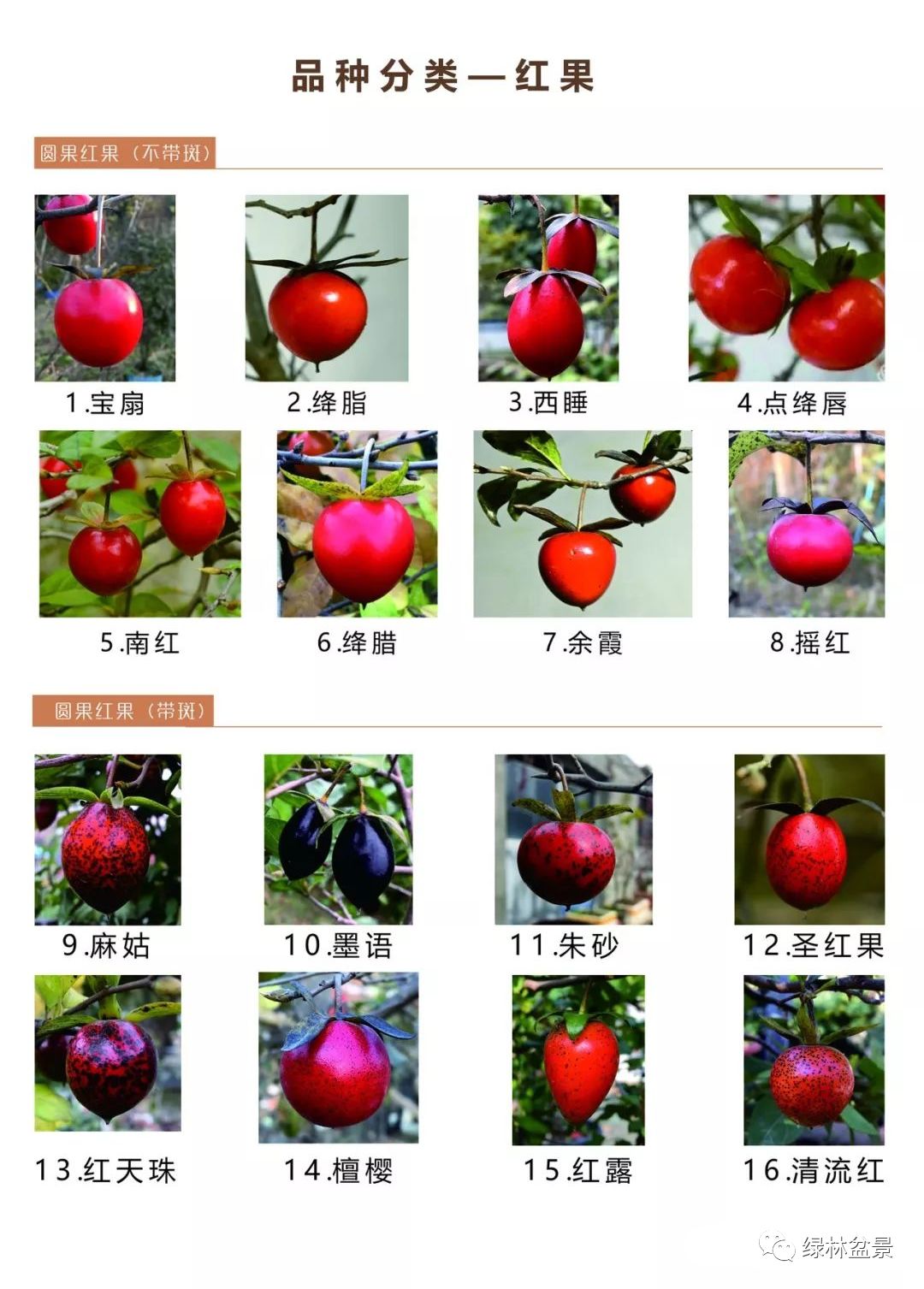 这是我见过最全的老鸦果型大全总共有100多种不同的果型