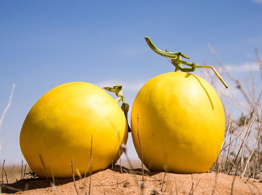 甜到炸裂沙漠蜜瓜甜蜜归来肉厚汁多超好吃