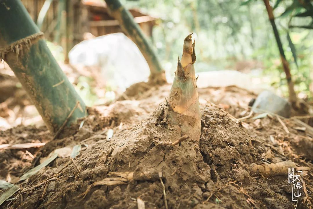笋王驾到12年老字号解锁最新沙口笋吃法带你尝最后一波鲜错过等365天