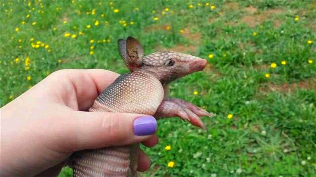 以为是穿山甲喜出望外,却没想到它是自身带麻风病毒的生物