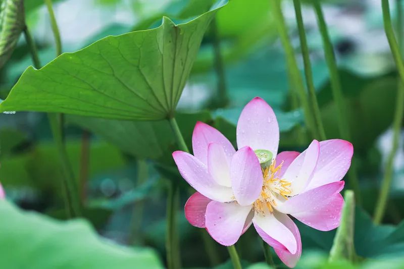 两寺渡公园里荷花悄然绽放等你来赏