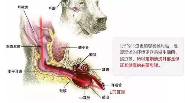 普貝斯怎麼樣正確給狗狗清理耳朵呢