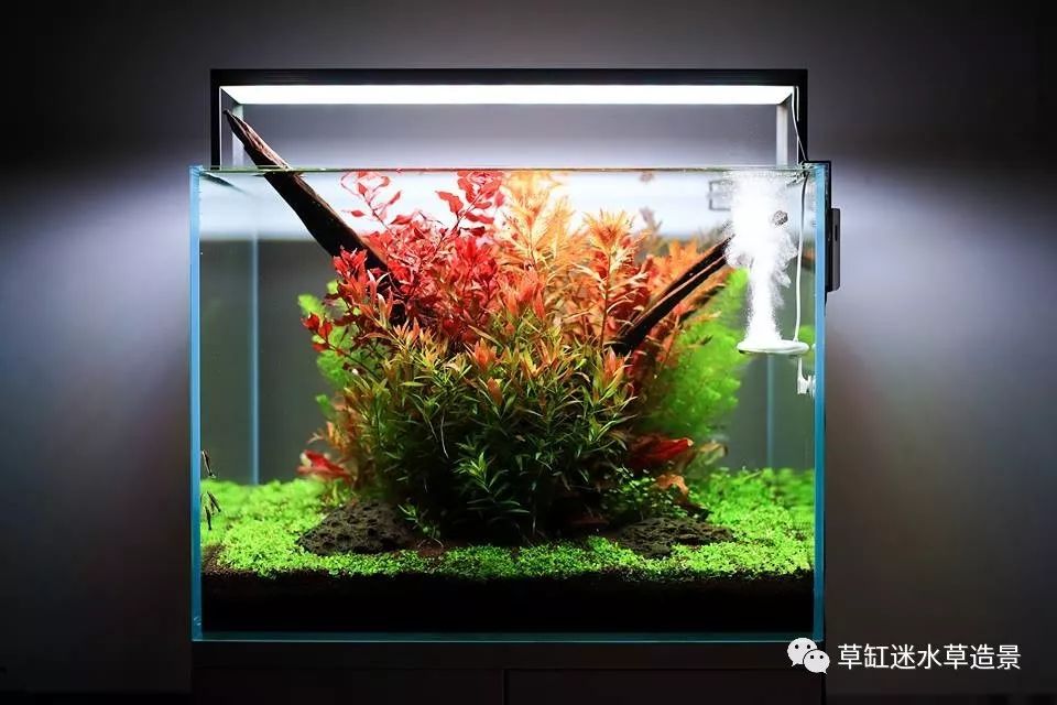 强势欣赏一些60cm草缸