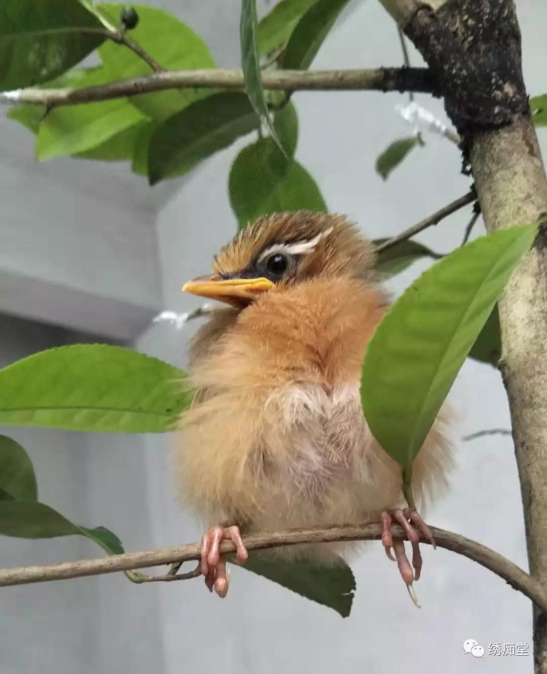 俺自己和俺的画眉雏