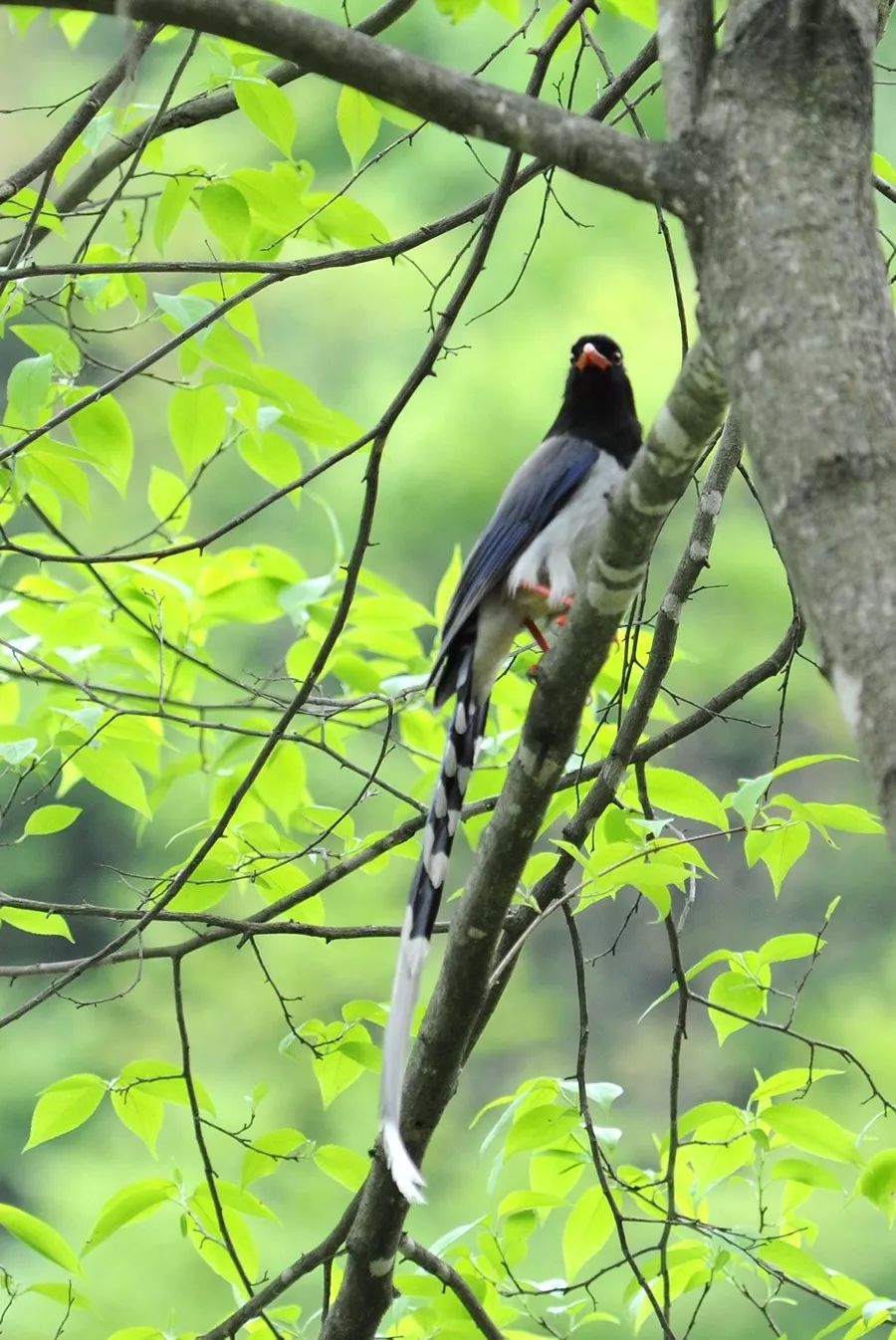 神农架鸟类红嘴蓝鹊