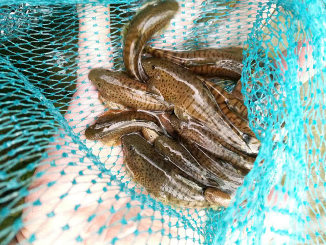 在深谷溪水中栖息着一种"爬石鱼",常聚在一起吸食石头上的苔藓