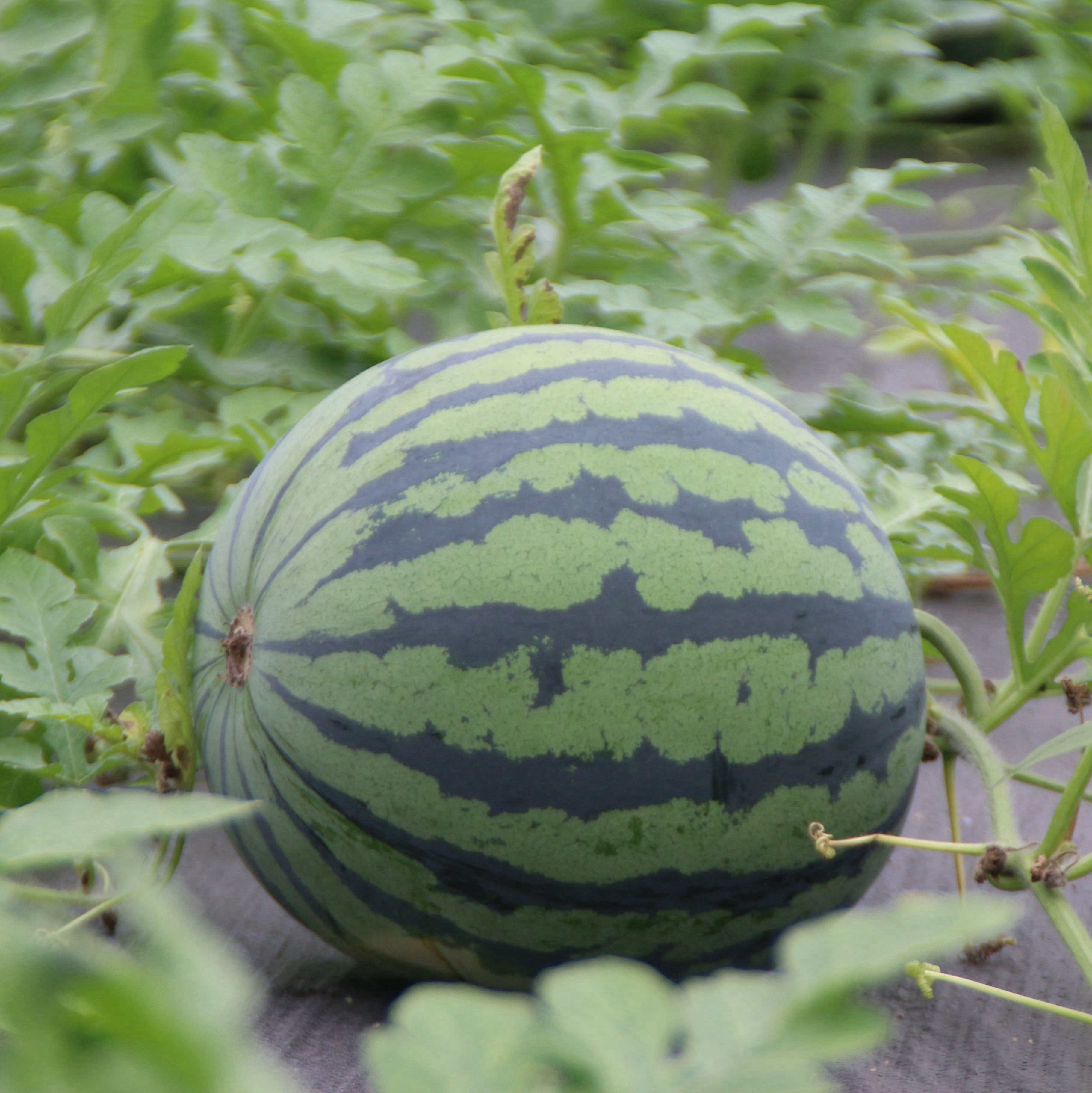 解暑佳品重庆绿色蔬菜种植配送沐丰园冰糖麒麟西瓜火热上市啦