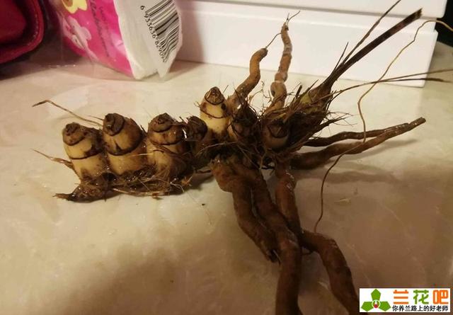 兰花假鳞茎的特点和作用