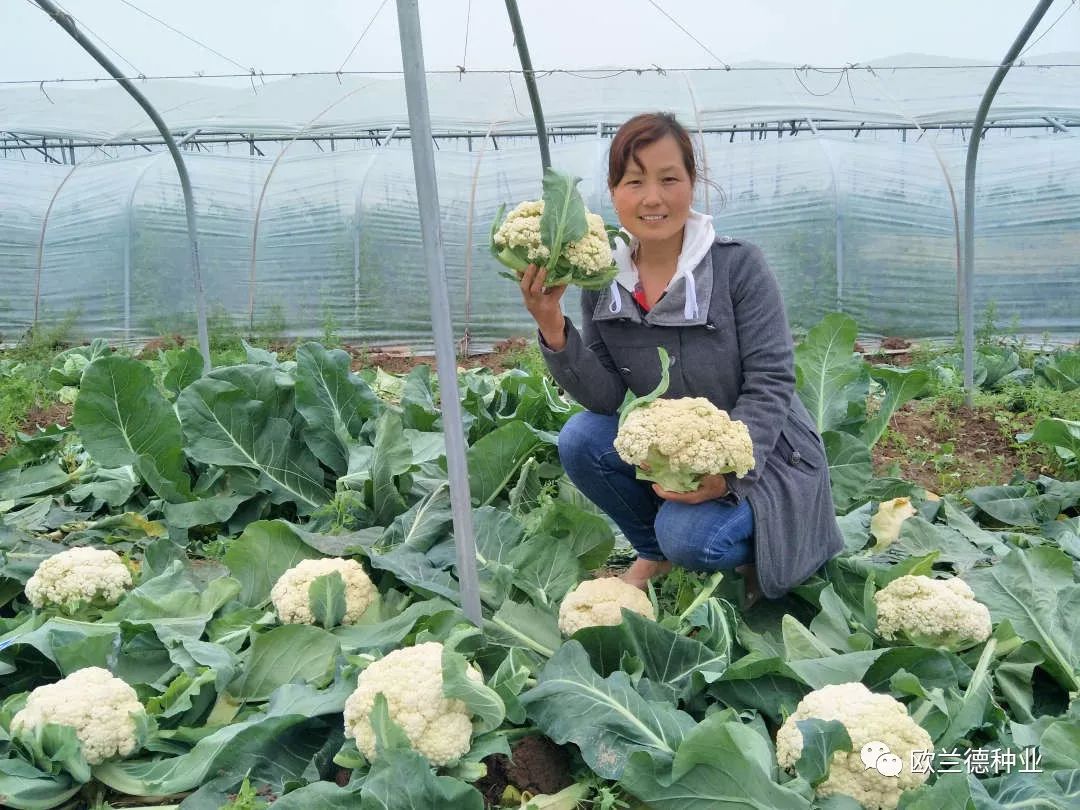 松花菜-川岛松花90松花菜-川岛松花100▼你还可以看▼萝卜分叉畸形?