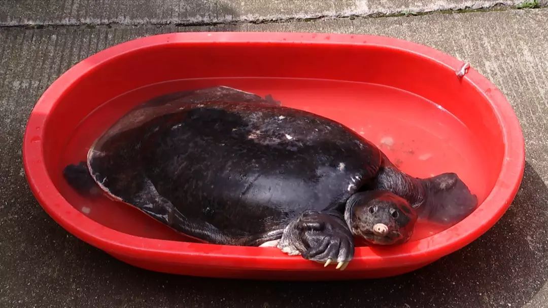 【嘉兴渔民抓到"甲鱼王"】菱桶这么大 长80厘米重50斤