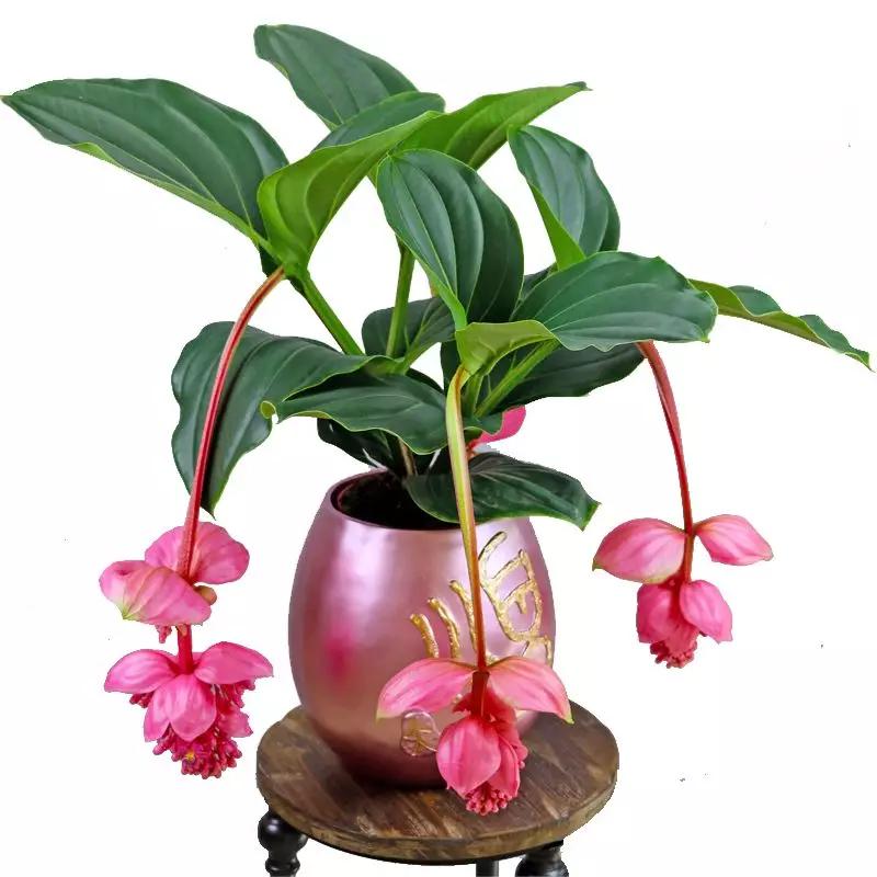 6款超美丽的"吊灯花",看一眼就想要一盆!