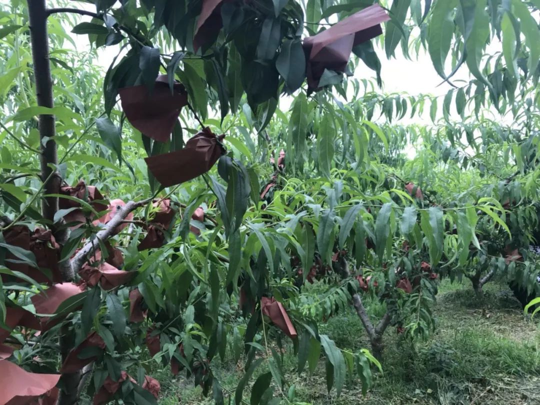 如皋下原紫桃园成熟啦线上预订仅需99元斤还有1斤免费送吃货约起来