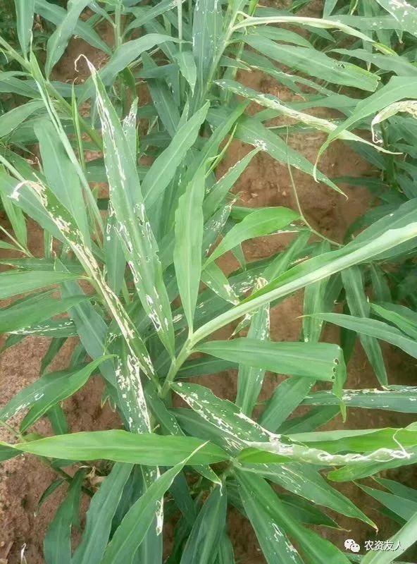 7月中下旬大姜当前管理要点!