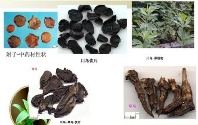 【健康提示】预防乌头类物质中毒_草乌