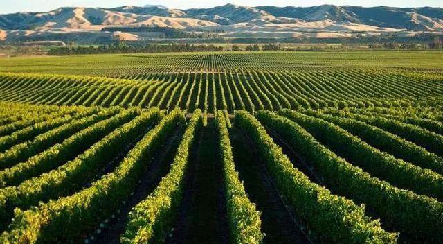 搞好乡村振兴,三大欧洲典型农业模式不得不看