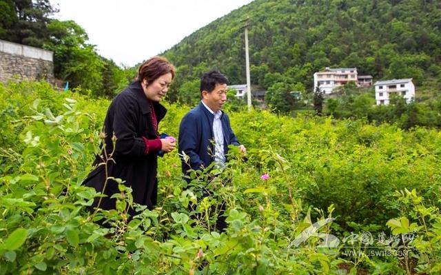 陈开军带着芳香返乡来赴一场玫瑰之约