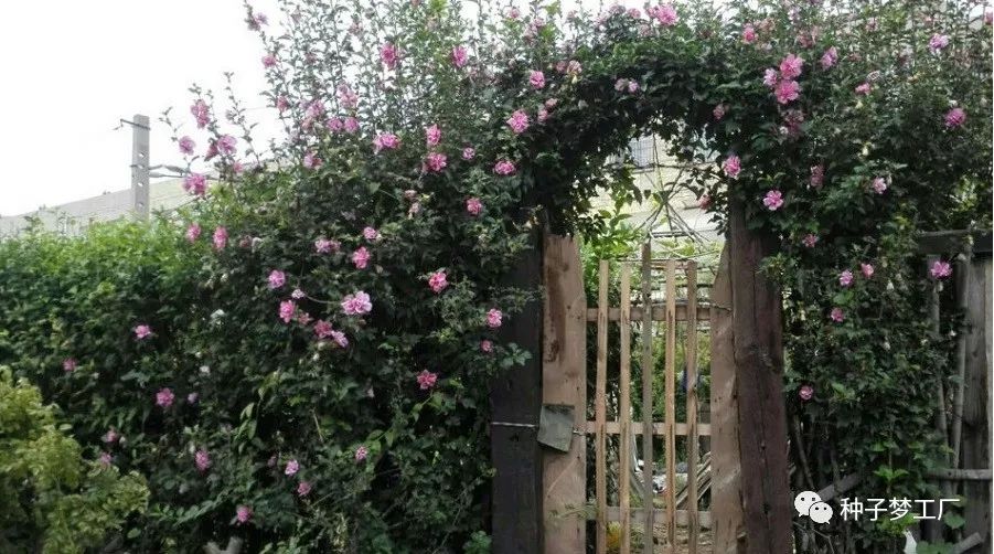 安儿:木槿,在小时候的记忆当中,奶奶的菜园子是用木槿来做篱笆的