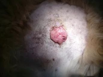 【宠物兽医课堂】犬皮肤肿物_肿瘤