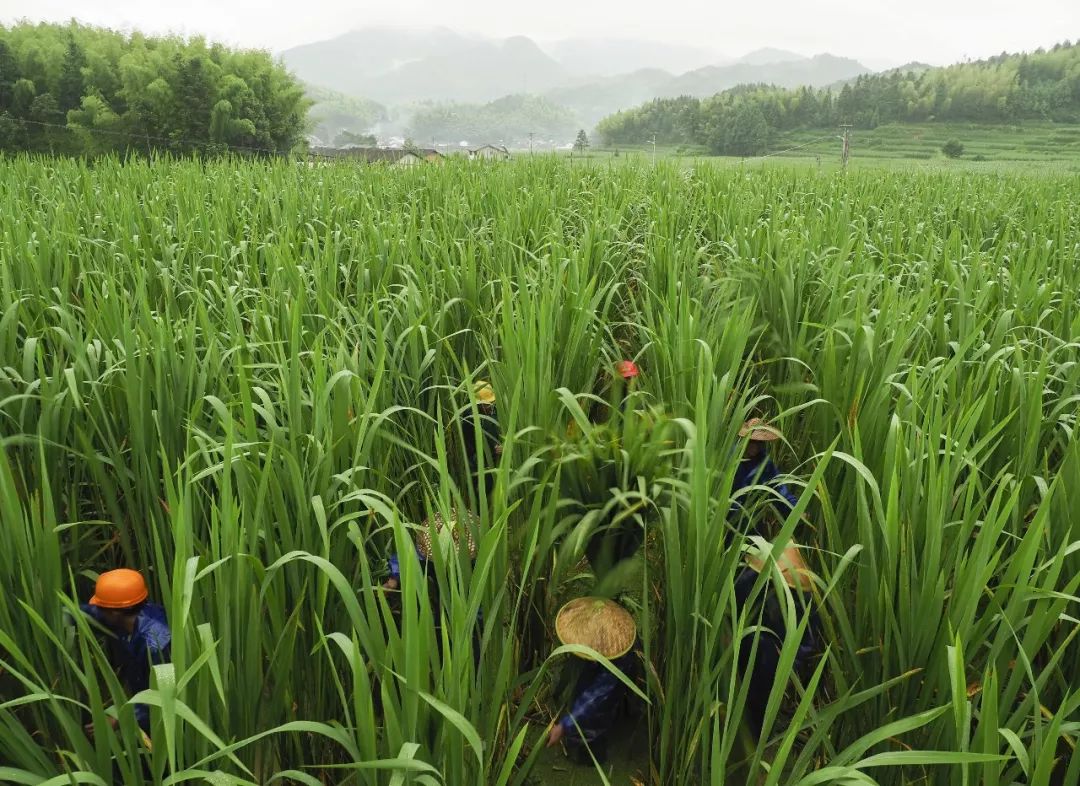 【"两山"发展】深山茭白"云中"来 茭农雨中抢收成_种植