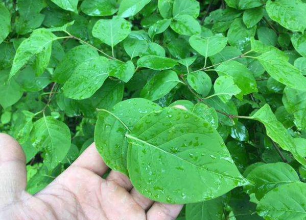 胃火大消化不好可以喝丁香茶吗