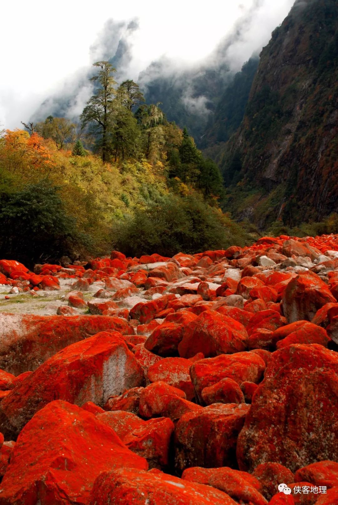 的轿顶山有一处玄武岩柱状节理表面生长了大量鲜红色的橘色藻远远望去