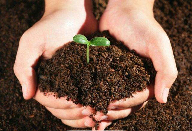 家庭自制养花肥料,教你小妙招,土壤疏松透气,肥沃有营养!
