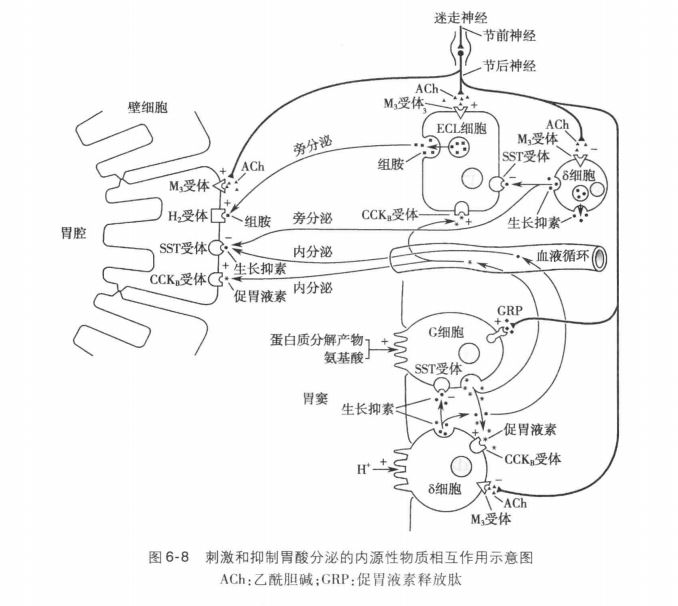 因为这个机制在抢救消化道大出血和治疗胃溃疡时非常重要,作为医学生