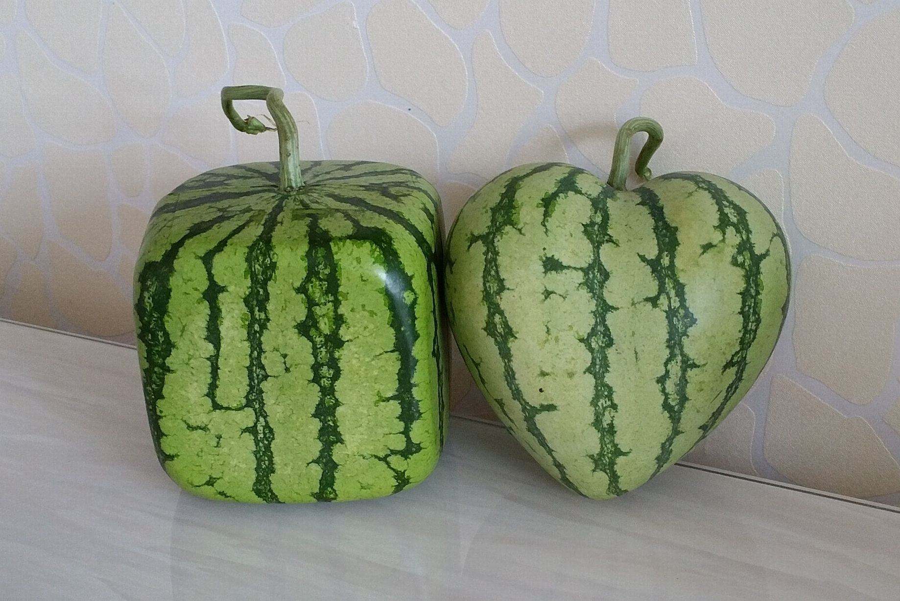 方形西瓜其实并不好吃价格却很贵凭什么