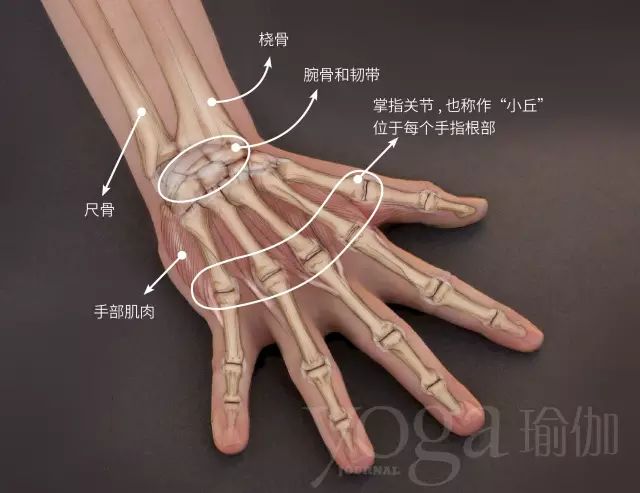 干货4步练习法远离手腕疼痛