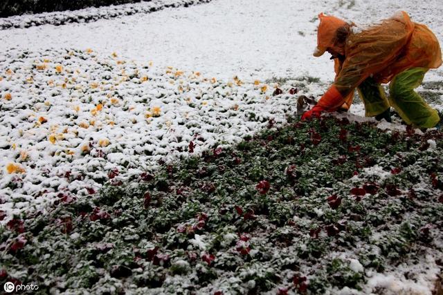 谷雨种棉花图片