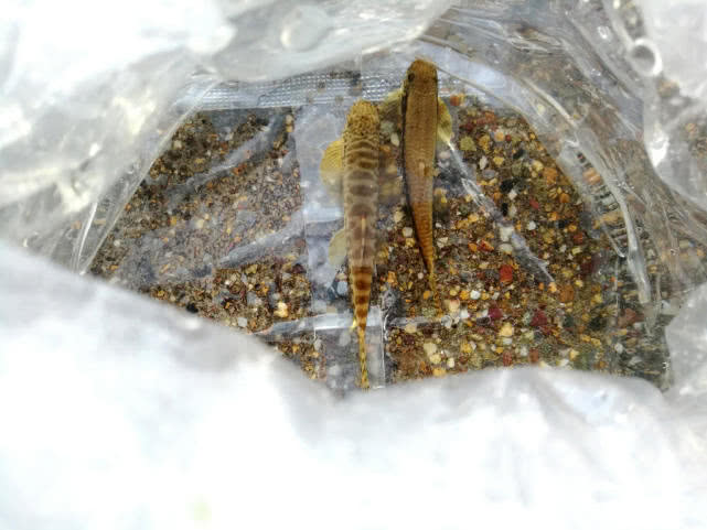 在深谷溪水中栖息着一种"爬石鱼",常聚在一起吸食石头上的苔藓