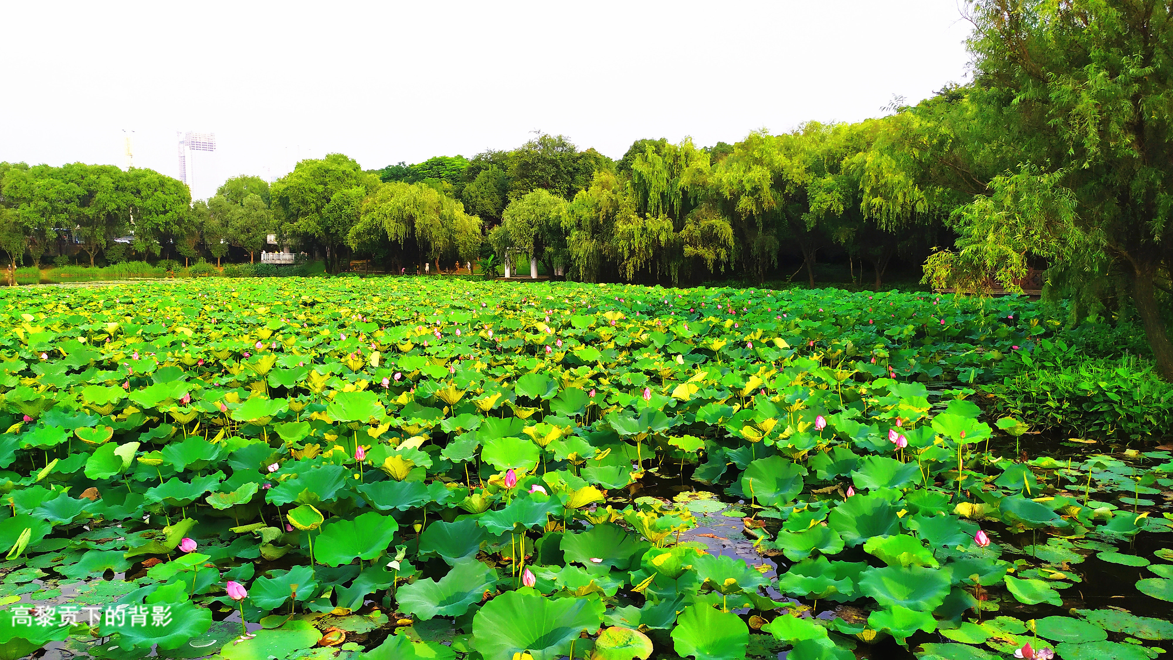 长沙湖自然生态风景区图片