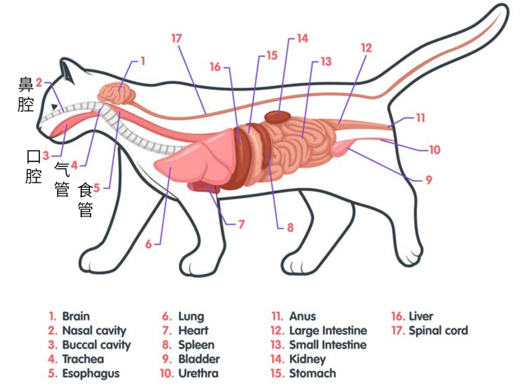 猫咪吞食异物可能导致窒息警惕这20个猫咪求救信号