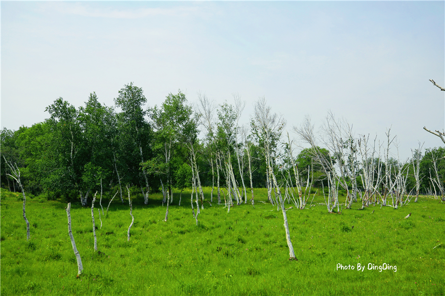 草原最美白桦林被铁网围了,因为游客满地扔垃圾,还有烧烤野炊的