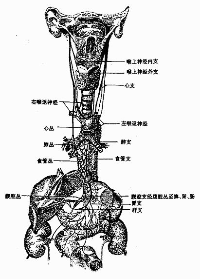 家兔颈部神经分布图图片