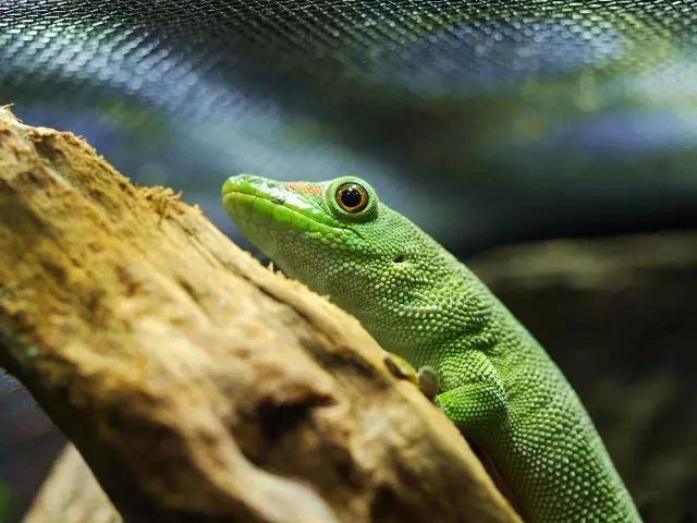 江蘇無錫動物:馬達加斯加日行巨人守宮植物:n屬積水鳳梨,v屬積水鳳梨