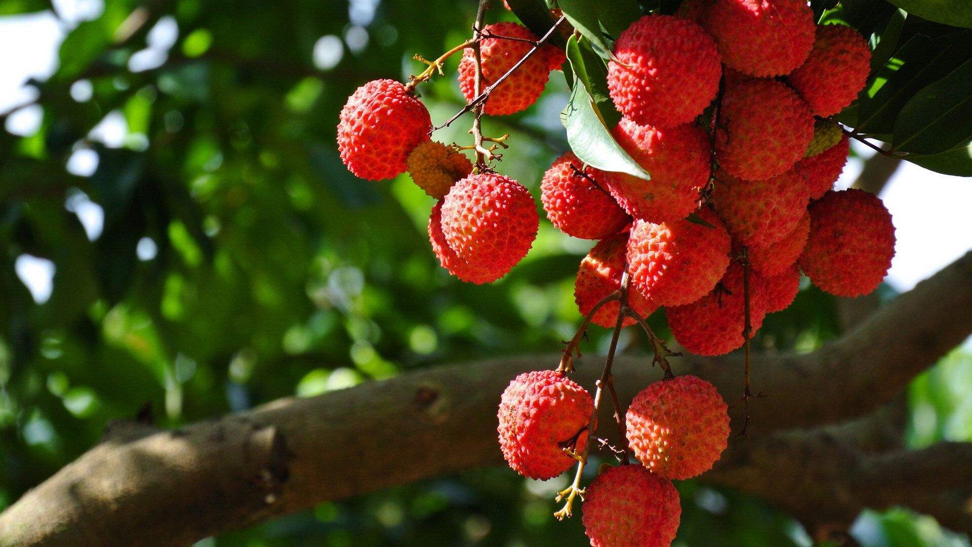 广东省荔枝营销"12221"行动 2019广州增城网络荔枝节在增城区启动