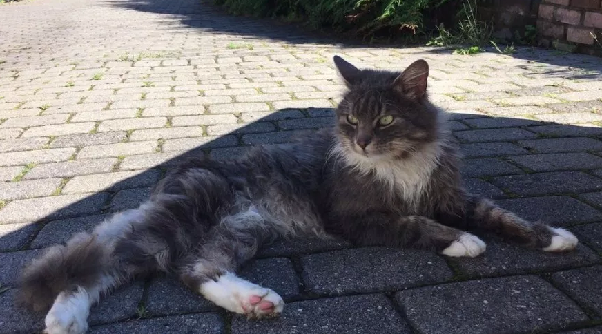 流浪猫屡受欺负,被母猫相中后有了靠山,还因此跟铲屎官搭上关系_西巴