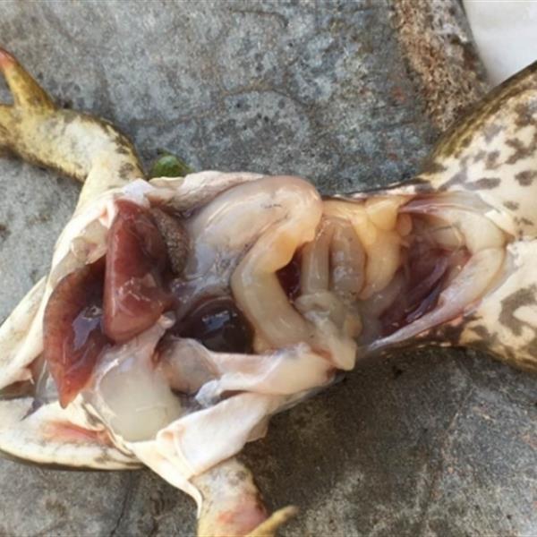 牛蛙肝脏病变引起脂肪肝导致死伤严重,如何防控?