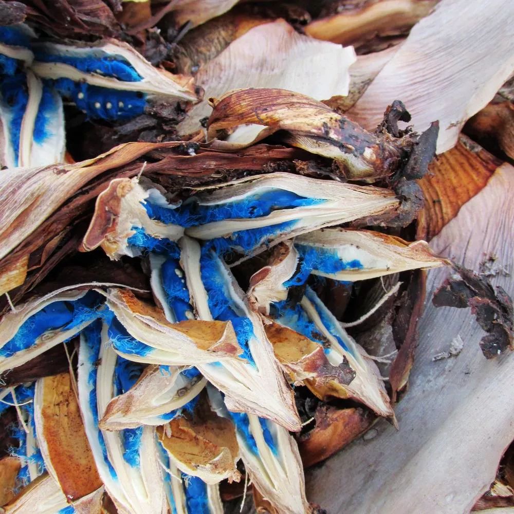 旅人蕉为什么会有神奇的蓝色种子?讲座中我们将为您解答▼▼